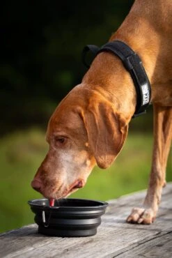 T.V.P. Pet Accessory Bundle(T V P Pet Accessory Bundle) -Til Valhalla Project Official TVPPetCollection.19